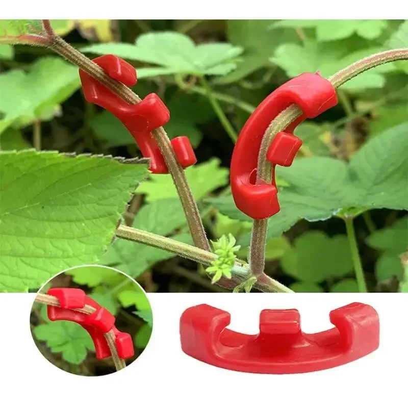 10-100Pcs Low Stress Training  - Gardening Tools Lowes ulasan dan harga