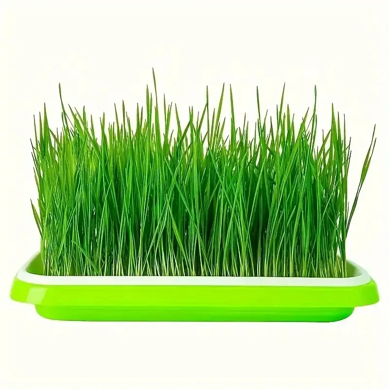 Latest Models Seedling Tray Su - Gardening Tools Vegetables ulasan dan harga
