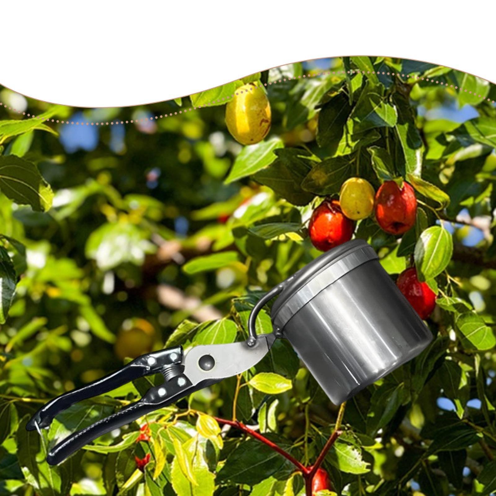Fruit Picker, Easy to Use Port - Gardening Tools And Uses ulasan dan harga